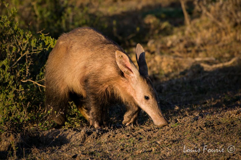 Interesting Facts About Aardvarks | Kariega Game Reserve